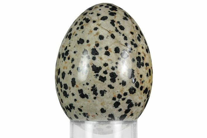 Polished Dalmatian Stone Egg - Mexico #356321